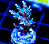 TYREE BLUEBERRY STARS ACRO