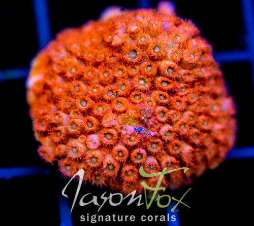 JF AGENT ORANGE CYPHASTREA