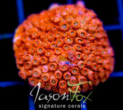 JF AGENT ORANGE CYPHASTREA