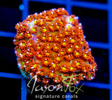 JF KALEIDOSCOPE GONI