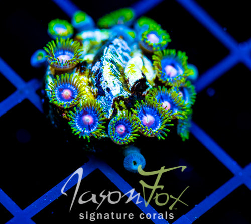 JF BIG BANG ZOA