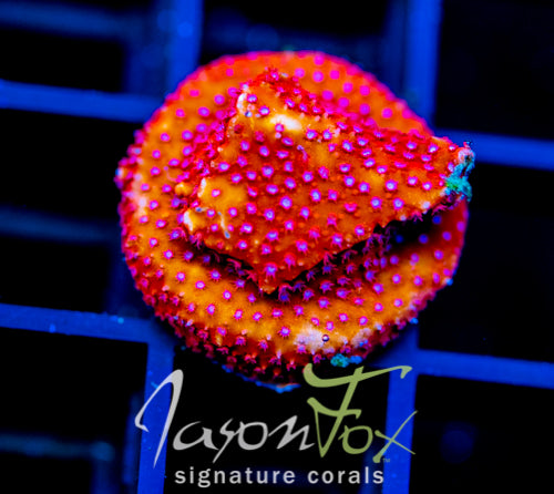 JF SCARLET FEVER STYLO