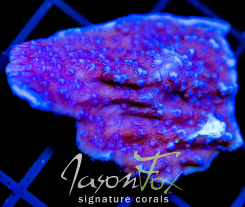 JF PURPLE CAP