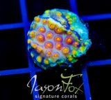 JF PARTY CRASHER CYPHASTREA