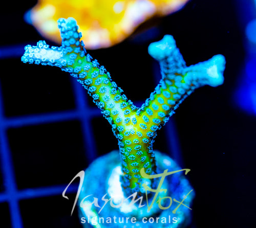 JF ENCHANTED FOREST BN