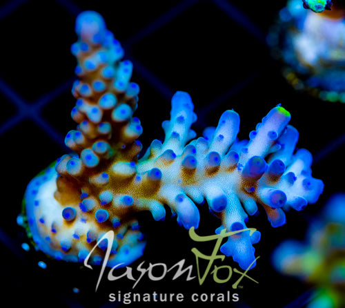 WWC YELLOW TIPS ACRO