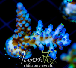WWC YELLOW TIPS ACRO