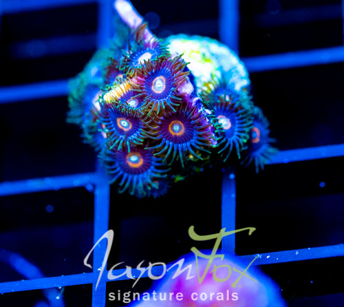 JF CRAZY EYES ZOAS