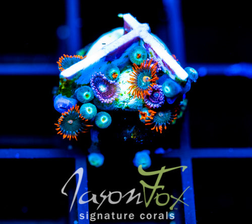 JF GATORAIDES ZOAS