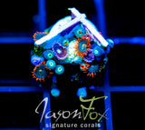 JF GATORAIDES ZOAS