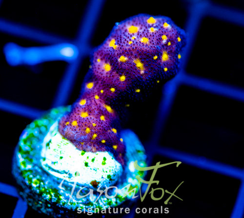 JF OUTER SPACE PSAMMACORA