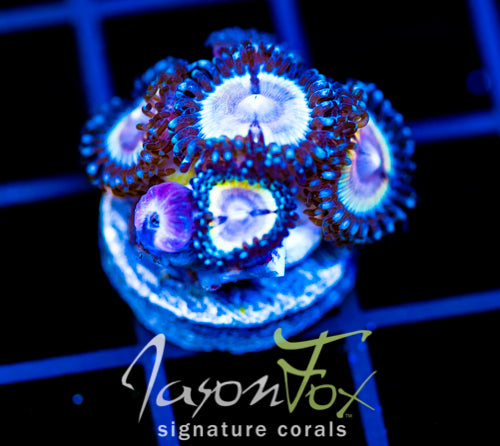 JF SOLAR FLARE MILLE
