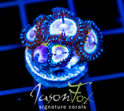JF SOLAR FLARE MILLE