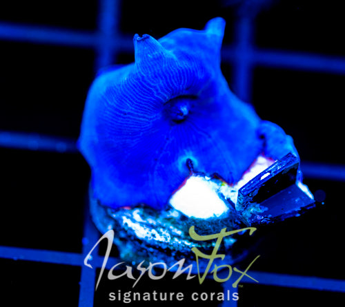 JF BLUE MUSHROOM