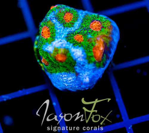 JF OUTER ORBIT CHALICE