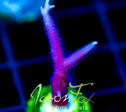 JF PINK FLAMINGO BN