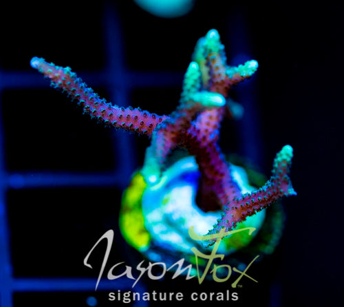 JF GLOWING FINGERS BN