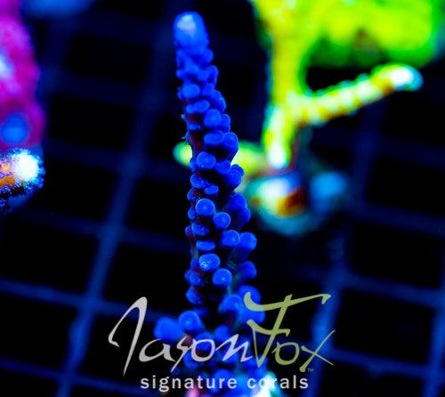JF BLUE MONSTER TORT