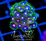 ASS MONKEYS ZOAS