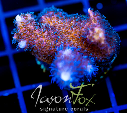 HUGOS RAINBOW STAG XL FRAG