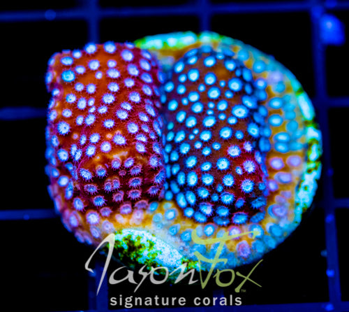 JF FENDER BENDER CYPHASTREA