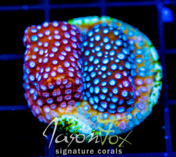 JF FENDER BENDER CYPHASTREA