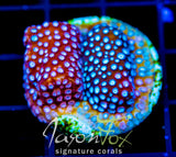 JF FENDER BENDER CYPHASTREA