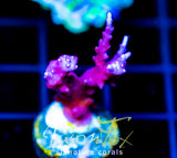 TYREE RED DRAGON ACRO