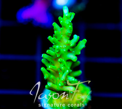 JF GREEN DRAGON ACRO