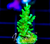 JF GREEN DRAGON ACRO