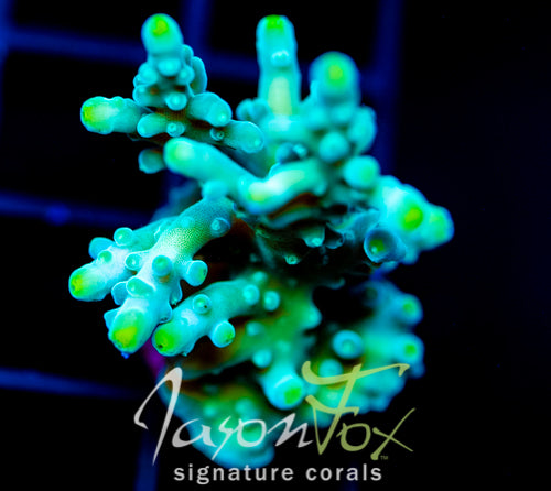 JF RADIANT STAG XL FRAG