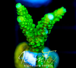 GREEN SLIMER ACRO