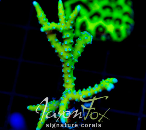 BR GREEN GOBLIN ANACROPORA