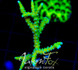 BR GREEN GOBLIN ANACROPORA
