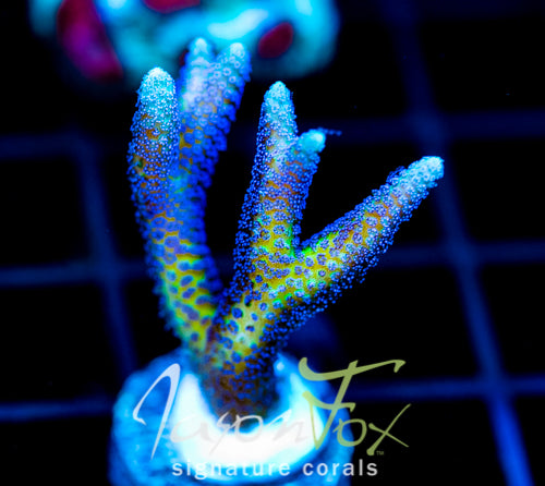 ORA BIRDS OF PARADISE BN