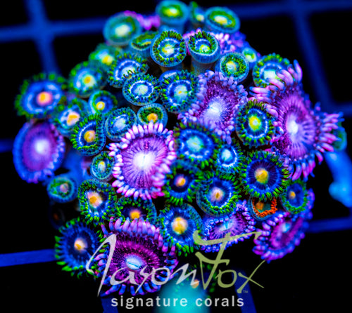 JF ZOA BOUQUET XL FRAG