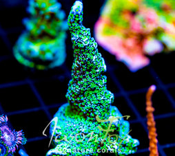 TUBS MONTI STELATTA 2" COLONY