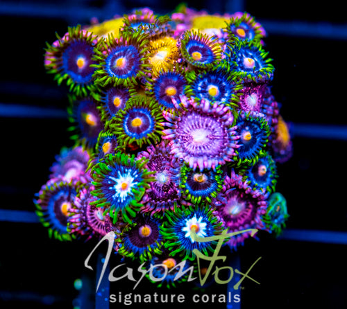 JF ASS MONKEYS ZOAS COMBO