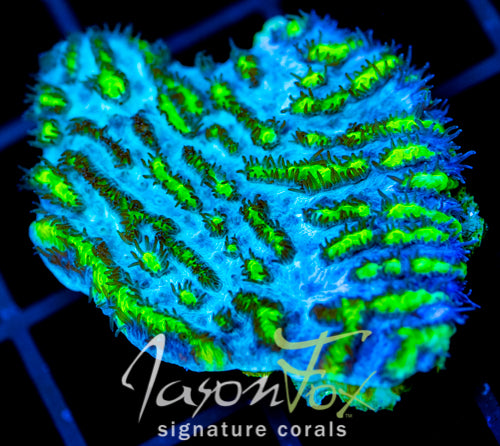 JF BLUEBERRY BLAST HYDNO XL FRAG