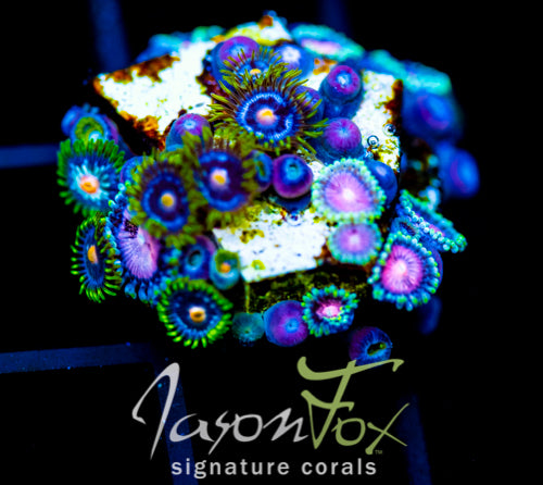 ASS MONKEYS ZOAS COMBO