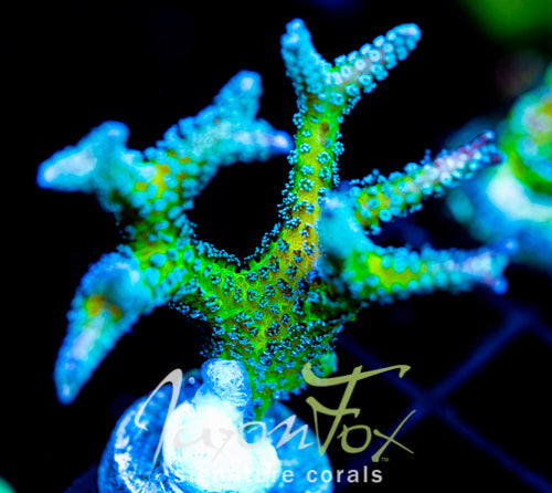 JF ENCHANTED FOREST BN XL FRAG