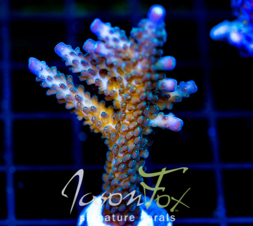 JF COOLERS CHAMPAGNE ACRO