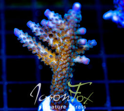 JF COOLERS CHAMPAGNE ACRO