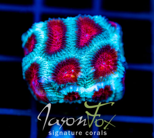 JF FIERY RED FAVIA