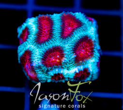 JF FIERY RED FAVIA