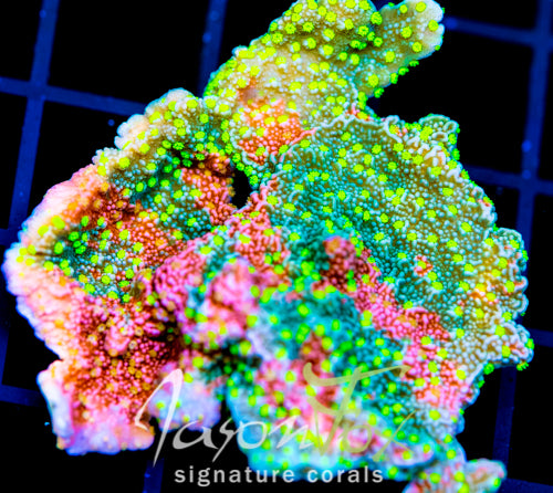 JF GRAFTED SUN MONTI XXL FRAG