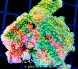 JF GRAFTED SUN MONTI XXL FRAG