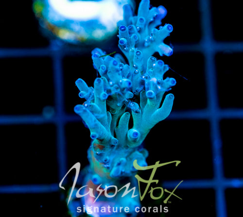 JF SKY BLUES TURAKI XL FRAG