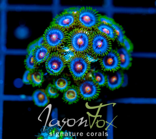 JF BIG BANG ZOA COMBO