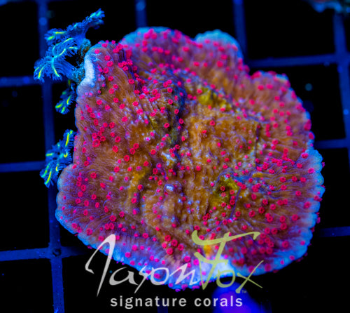 RRC RED ROSES  MONTI CAP COMBO